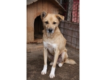 CLUMSY, Hund, Mischlingshund in Rumänien - Bild 7