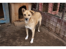 CLUMSY, Hund, Mischlingshund in Rumänien - Bild 8