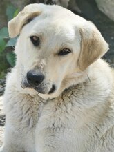 LIZ, Hund, Mischlingshund in Griechenland - Bild 1