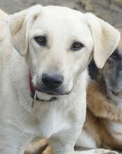 LIZ, Hund, Mischlingshund in Griechenland - Bild 10