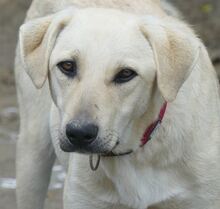 LIZ, Hund, Mischlingshund in Griechenland - Bild 14