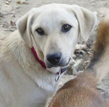 LIZ, Hund, Mischlingshund in Griechenland - Bild 15
