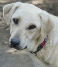 LIZ, Hund, Mischlingshund in Griechenland - Bild 16