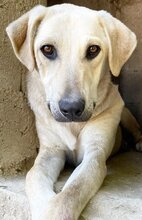 LIZ, Hund, Mischlingshund in Griechenland - Bild 17