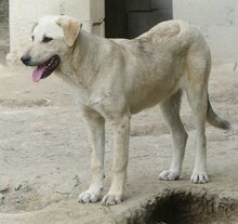 LIZ, Hund, Mischlingshund in Griechenland - Bild 18