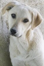 LIZ, Hund, Mischlingshund in Griechenland - Bild 19