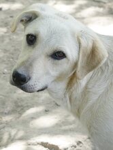 LIZ, Hund, Mischlingshund in Griechenland - Bild 20
