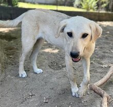 LIZ, Hund, Mischlingshund in Griechenland - Bild 21