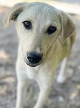 LIZ, Hund, Mischlingshund in Griechenland - Bild 22
