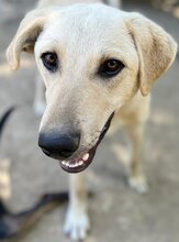LIZ, Hund, Mischlingshund in Griechenland - Bild 23