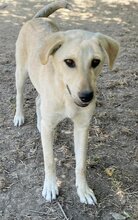 LIZ, Hund, Mischlingshund in Griechenland - Bild 25