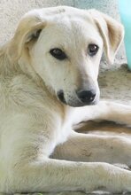 LIZ, Hund, Mischlingshund in Griechenland - Bild 26