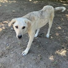 LIZ, Hund, Mischlingshund in Griechenland - Bild 27