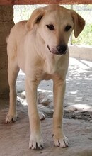 LIZ, Hund, Mischlingshund in Griechenland - Bild 28