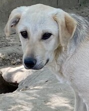 LIZ, Hund, Mischlingshund in Griechenland - Bild 29