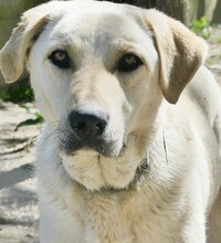 LIZ, Hund, Mischlingshund in Griechenland - Bild 3