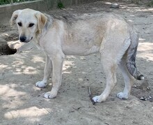 LIZ, Hund, Mischlingshund in Griechenland - Bild 30