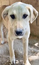 LIZ, Hund, Mischlingshund in Griechenland - Bild 31