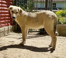 LIZ, Hund, Mischlingshund in Griechenland - Bild 32