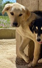 LIZ, Hund, Mischlingshund in Griechenland - Bild 33