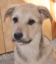LIZ, Hund, Mischlingshund in Griechenland - Bild 34
