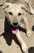 LIZ, Hund, Mischlingshund in Griechenland - Bild 35