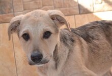 LIZ, Hund, Mischlingshund in Griechenland - Bild 39