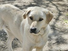 LIZ, Hund, Mischlingshund in Griechenland - Bild 4
