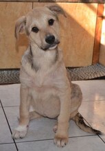 LIZ, Hund, Mischlingshund in Griechenland - Bild 42
