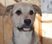 LIZ, Hund, Mischlingshund in Griechenland - Bild 43