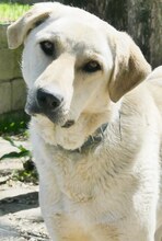 LIZ, Hund, Mischlingshund in Griechenland - Bild 5
