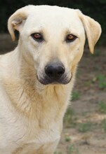 LIZ, Hund, Mischlingshund in Griechenland - Bild 7