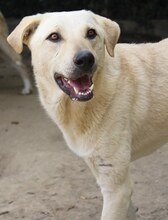 LIZ, Hund, Mischlingshund in Griechenland - Bild 9