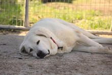 OTTO, Hund, Herdenschutzhund-Mix in Spanien - Bild 1