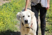 OTTO, Hund, Herdenschutzhund-Mix in Spanien - Bild 4