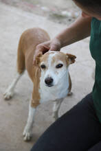 OLIVIA, Hund, Podenco in Spanien - Bild 6