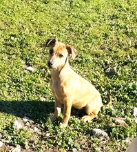 HARRIS, Hund, Chihuahua-Whippet-Mix in Spanien - Bild 4