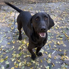 AMIGO, Hund, Mischlingshund in Ungarn - Bild 3