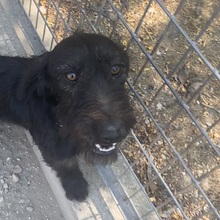 DESDEMONA, Hund, Mischlingshund in Ungarn - Bild 2
