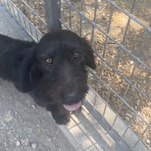 DESDEMONA, Hund, Mischlingshund in Ungarn - Bild 3