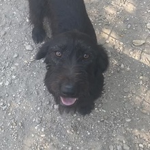 DESDEMONA, Hund, Mischlingshund in Ungarn - Bild 4