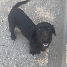 DESDEMONA, Hund, Mischlingshund in Ungarn - Bild 5