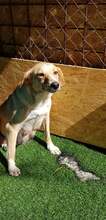 EMILIA, Hund, Mischlingshund in Rumänien - Bild 6
