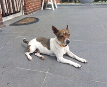 TROY, Hund, Mischlingshund in Rheinberg