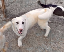 SAX, Hund, Mischlingshund in Italien - Bild 2