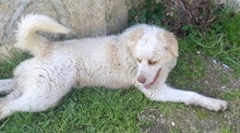 GENNY, Hund, Mischlingshund in Italien - Bild 2