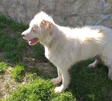 GENNY, Hund, Mischlingshund in Italien - Bild 3