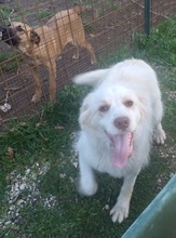 GENNY, Hund, Mischlingshund in Italien - Bild 6