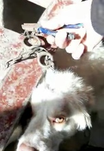 GENNY, Hund, Mischlingshund in Italien - Bild 7