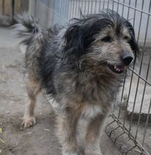 HAMVAS, Hund, Mischlingshund in Ungarn - Bild 3